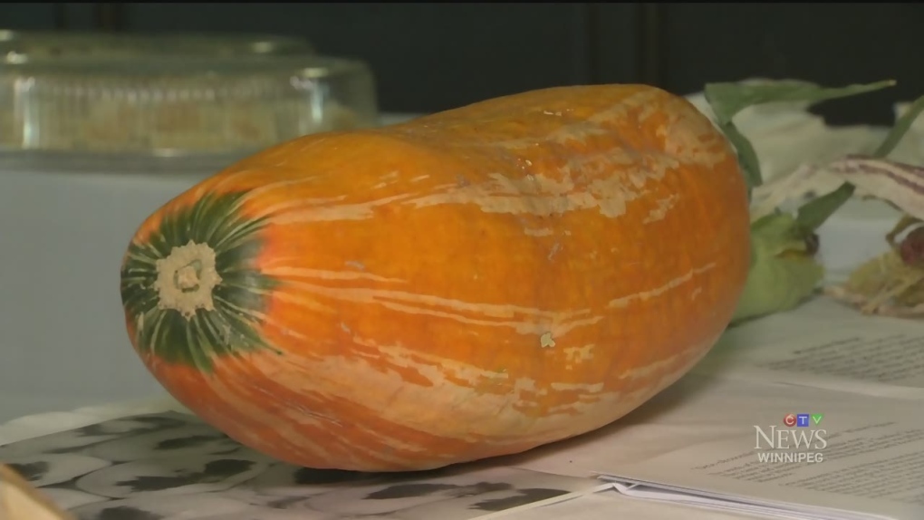 Animal rehabilitation centre calls for pumpkin, squash seed donations [Video]