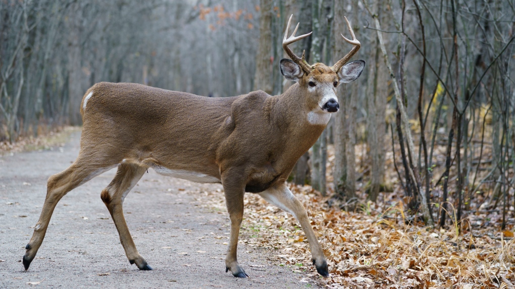 Longueuil gets permit to go ahead with deer cull in local park that has been overrun [Video]