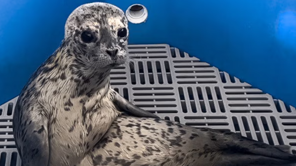 Vancouver rescue seal joins ‘Knights of the Rotund Table’ [Video]