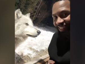 Pack of nine wolves surrounds couples cabin late at night [Video]