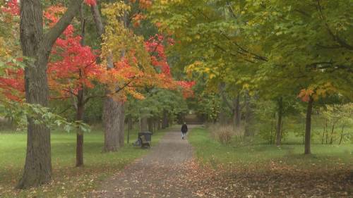 Quebecs fall colours are duller. Does climate change play a role? [Video]