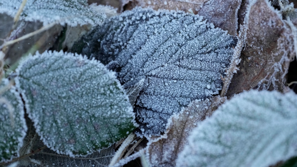 Frost could be coming to Toronto Thursday [Video]