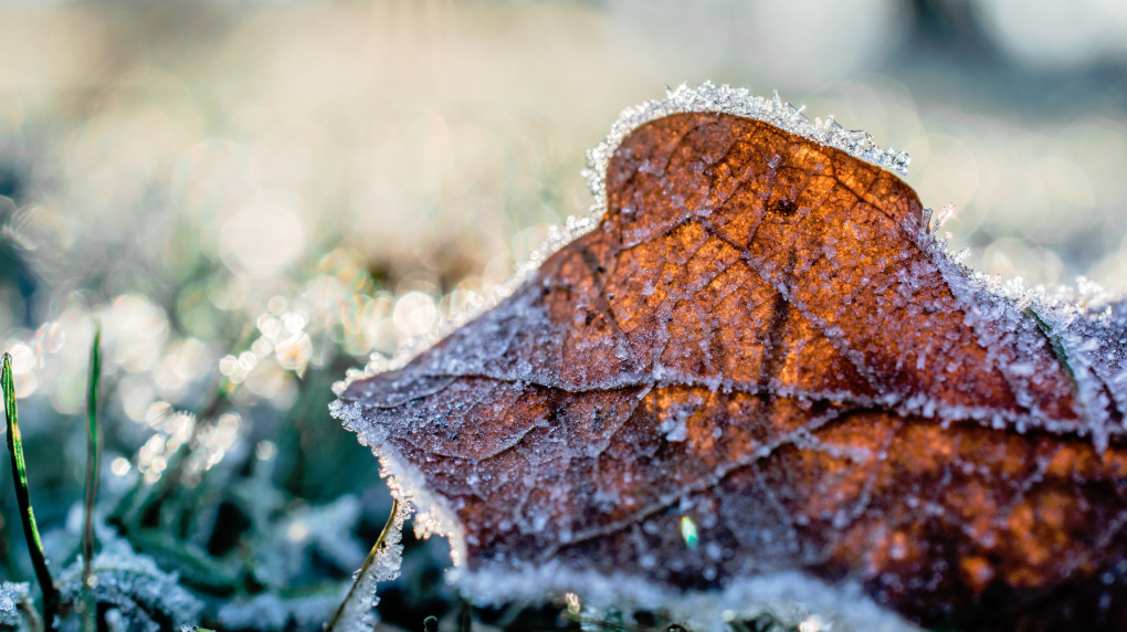 Environment Canada issues frost advisory for Windsor-Essex [Video]