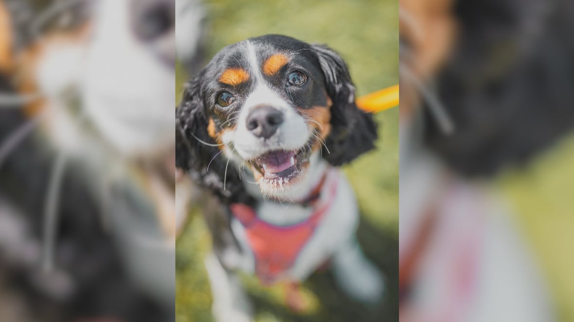 How a travelling dog photographer turned adorable content into a career [Video]