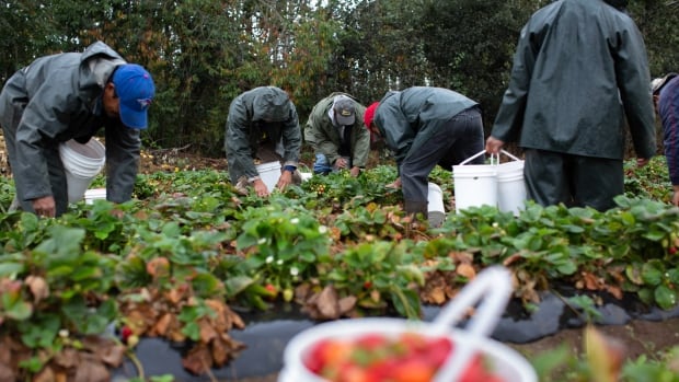 Migrant workers need permanent residency status, advocates say [Video]