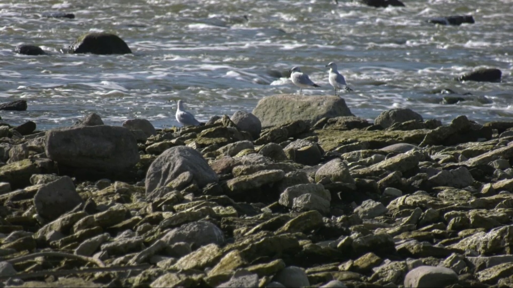 Shoreline cleanup in Lockport helps protect bird habitats [Video]