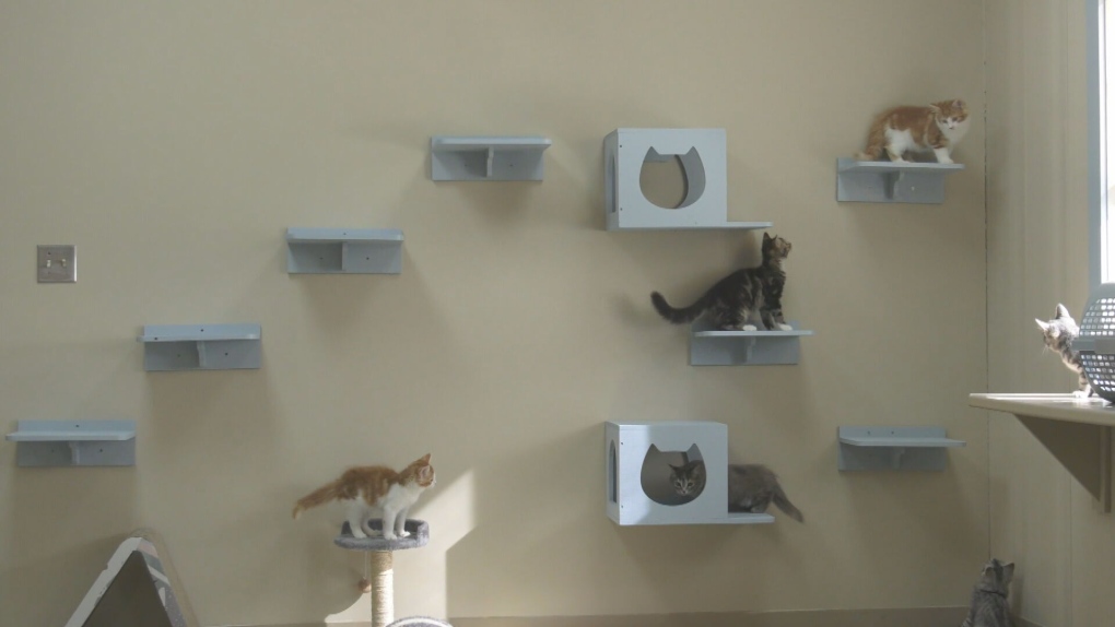 N.S. news: Kitten adoptions high in Halifax [Video]