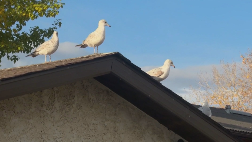 Temple ‘bird house’ raising ire of neighbours; Calgary bylaw investigating [Video]