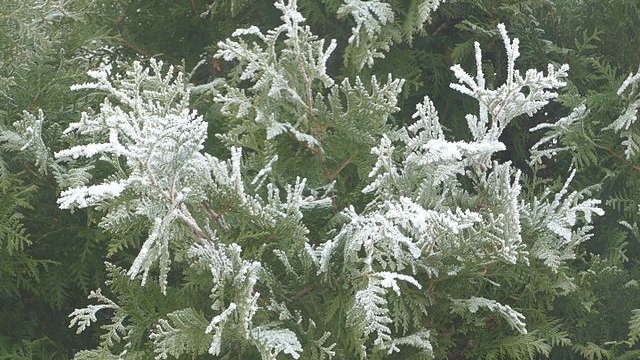 Environment Canada issues frost advisory for Montreal area [Video]