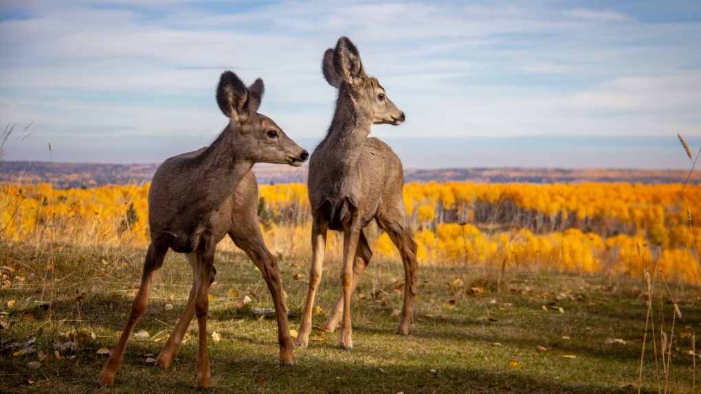 7 orphaned deer fawns released into wild near Sundre, Alta. [Video]