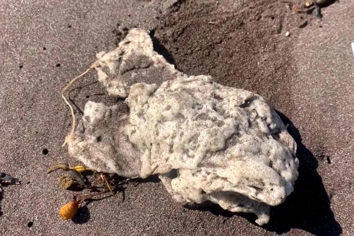 Watch: Mysterious white blobs washing up on Newfoundland beaches [Video]