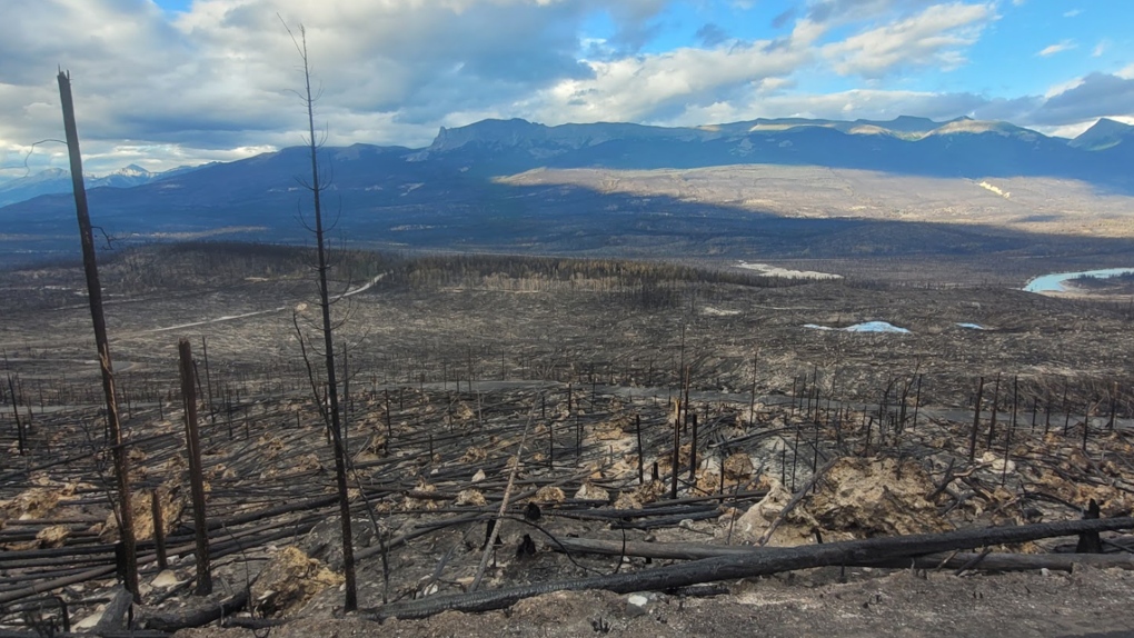 Did the mountain pine beetle contribute to the Jasper fire? [Video]