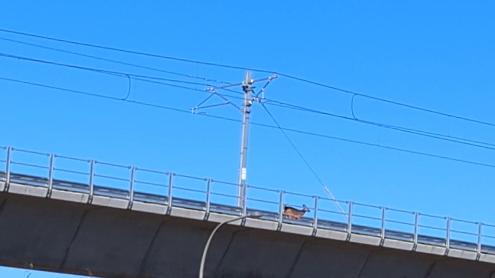 Deer spotted on elevated Montreal rail tracks [Video]