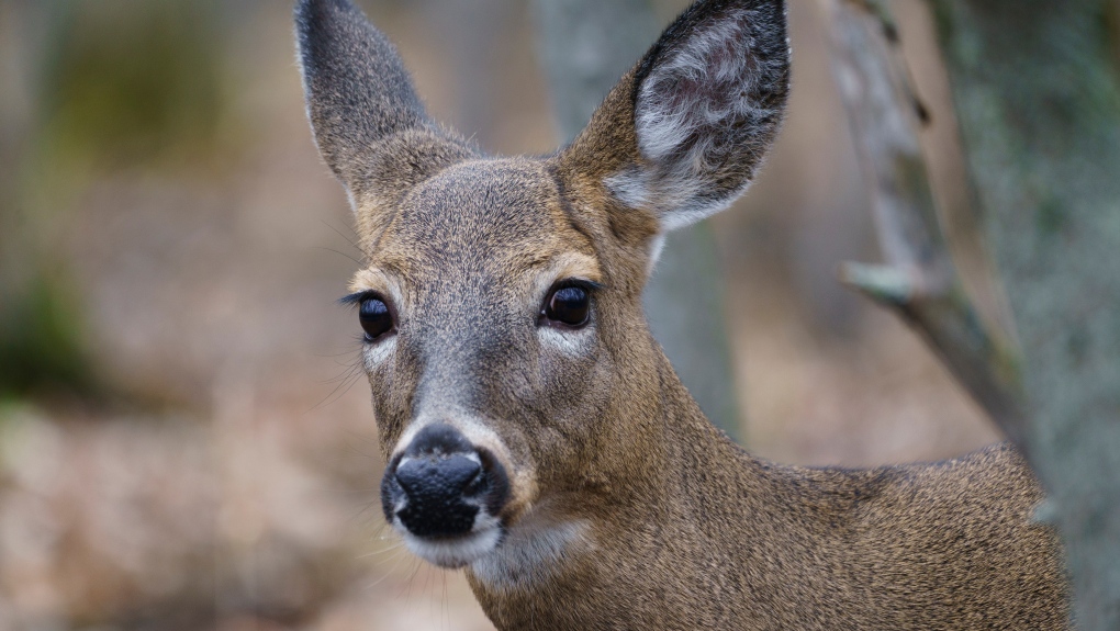 Quebec to cull 287 deer in parks [Video]