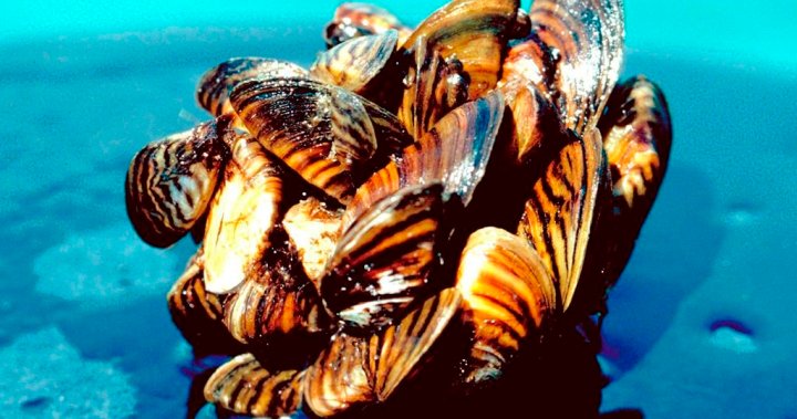 Manitoba shuts down zebra mussel prevention efforts in St. Malo reservoir – Winnipeg [Video]