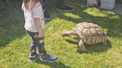 Richmond woman searching for missing 14-year-old tortoise [Video]