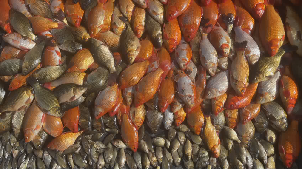 Sylvan Lake eliminates goldfish from storm pond to prevent spread of invasive species [Video]