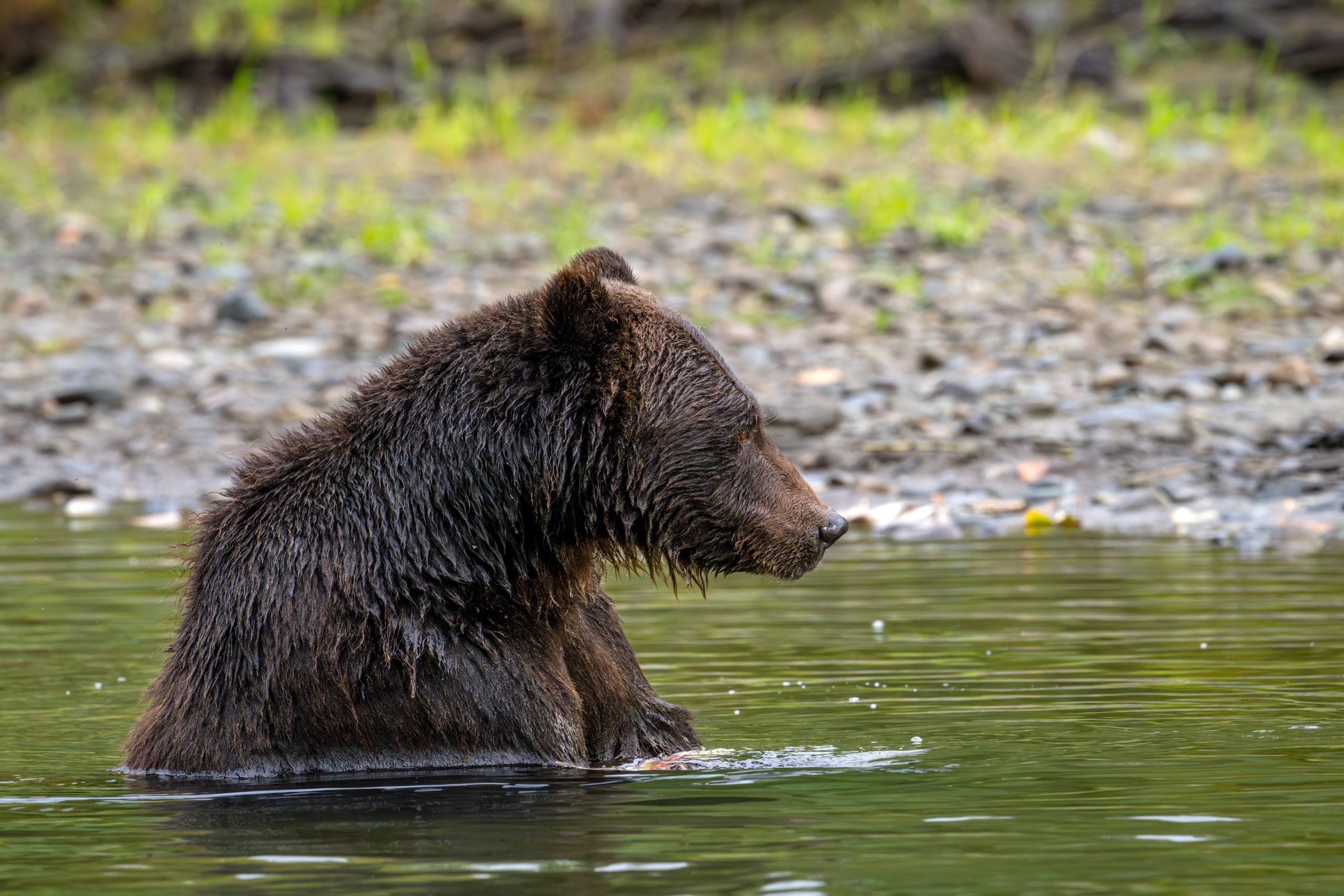 Woman Witnesses Bear Bathing During Hike: ‘I’ll Never Recover From This’ [Video]