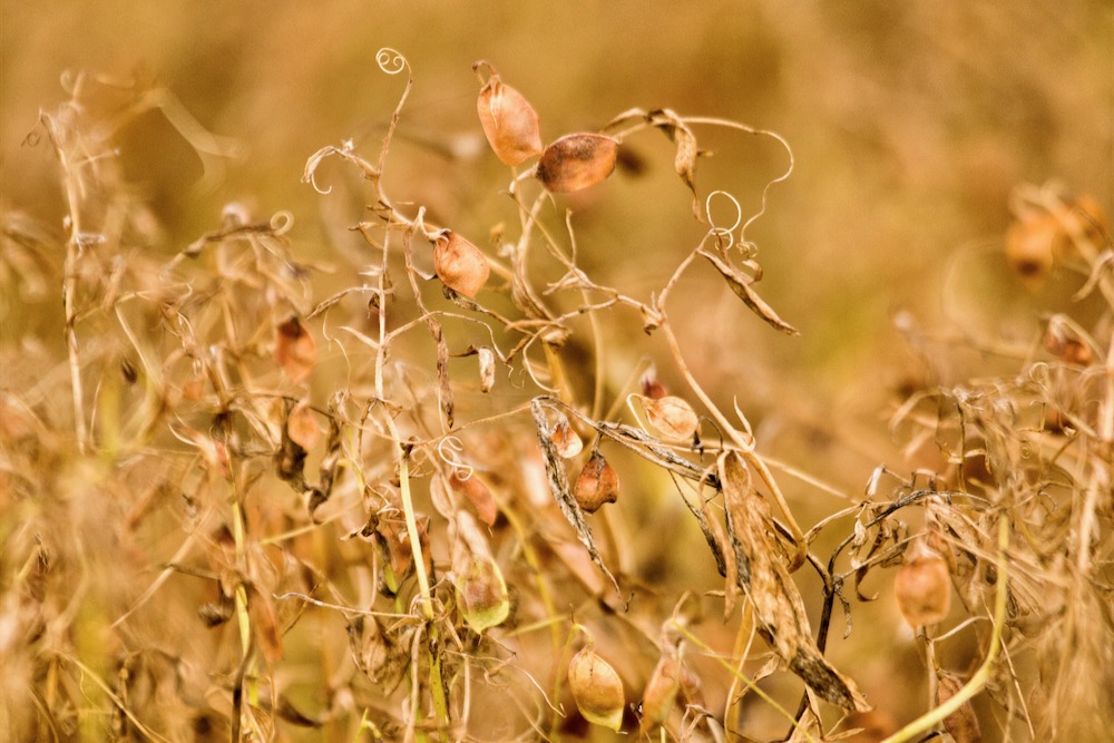 Producers to be paid out 75 per cent on claims against Global Food and Ingredients [Video]