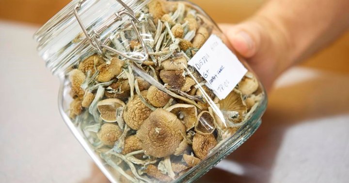 Quebec religion wants Health Canadas blessing to use magic mushrooms in ceremonies – Montreal [Video]