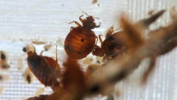 Council looks at bringing bedbug extermination in-house, but deputy mayor cautions against it [Video]