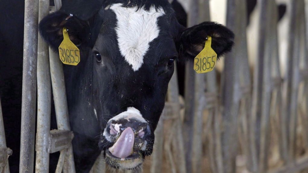 Raw milk advocate’s bid to overturn provincial ban shut down in B.C. court [Video]