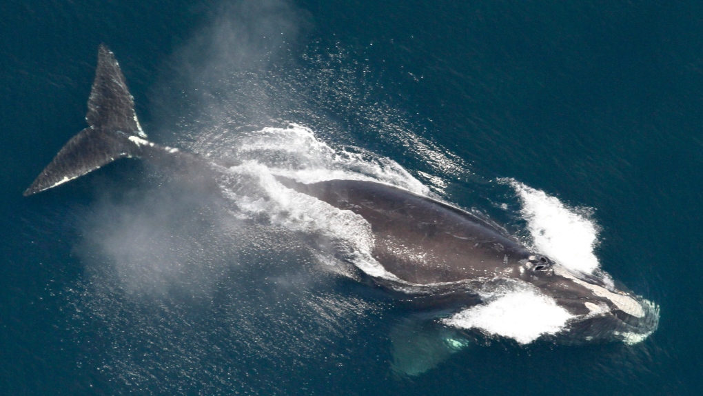 North Atlantic right whale population grew in 2023 [Video]