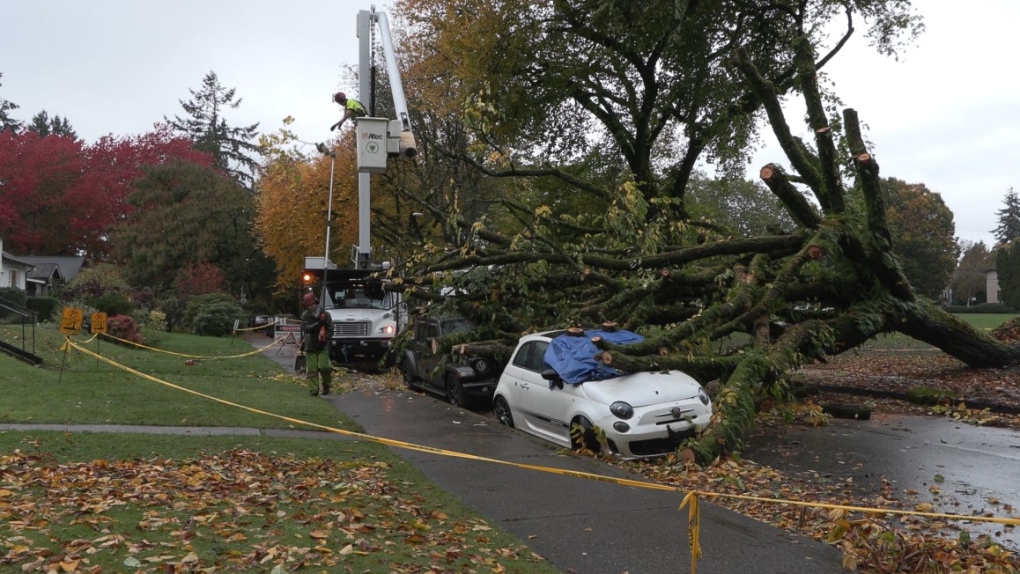 Vancouver couple say they warned city about tree before it fell [Video]