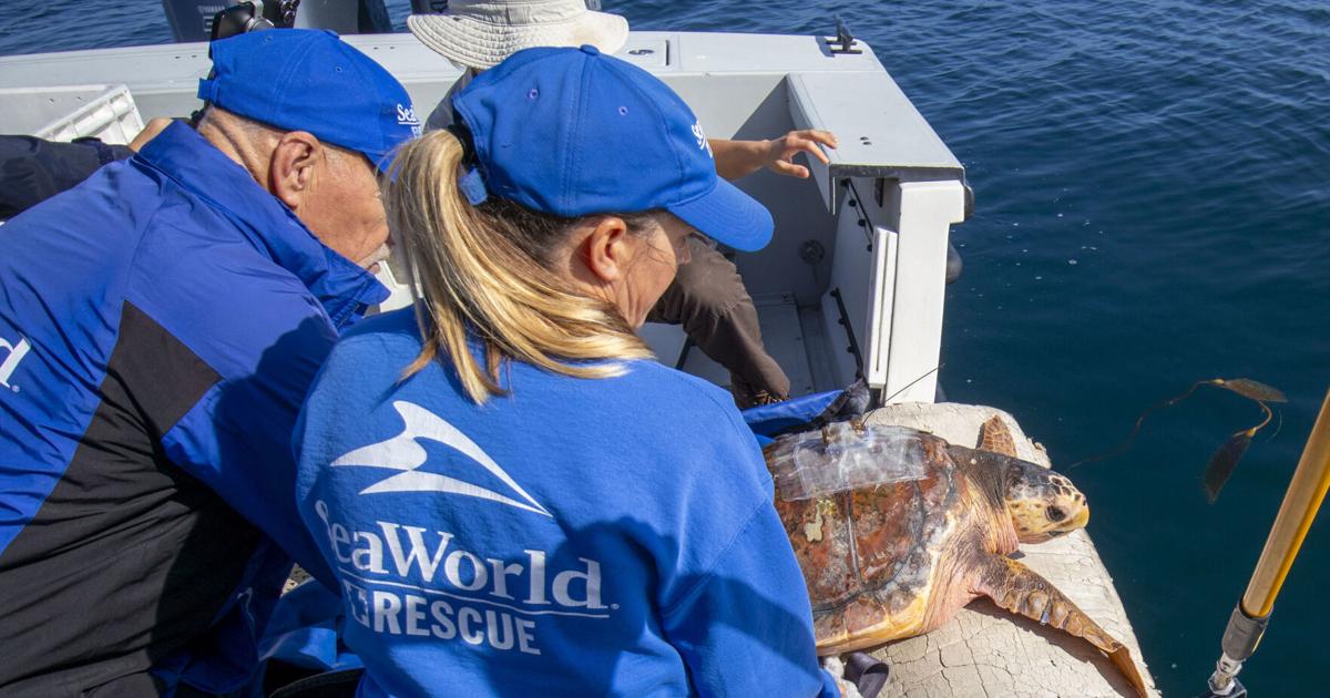 Loggerhead Sea Turtle Released Off San Diego Coast Following Months of Rehabilitation | PR Newswire [Video]