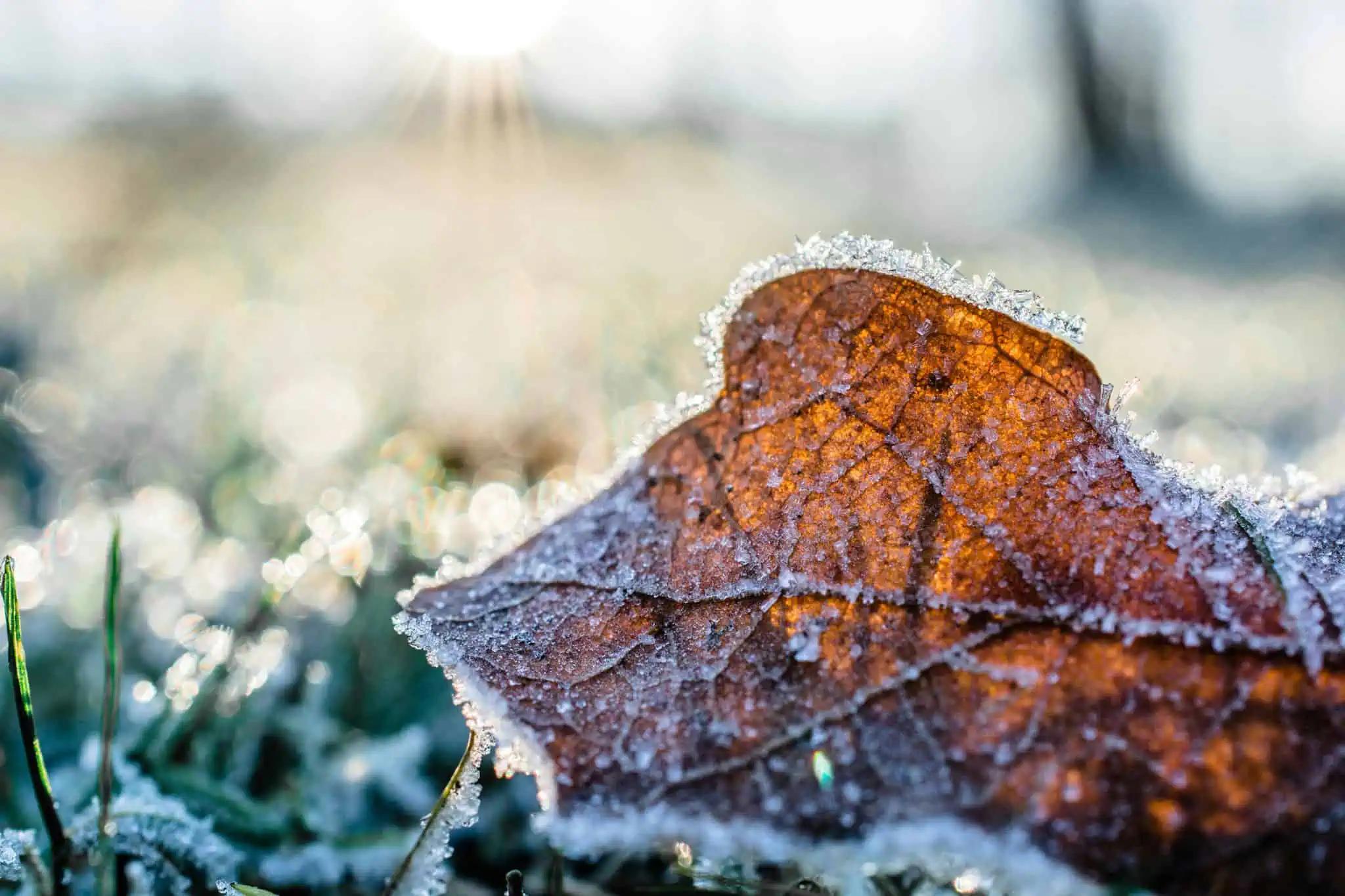 Freezing temperatures forecast this weekend in southern Ontario [Video]