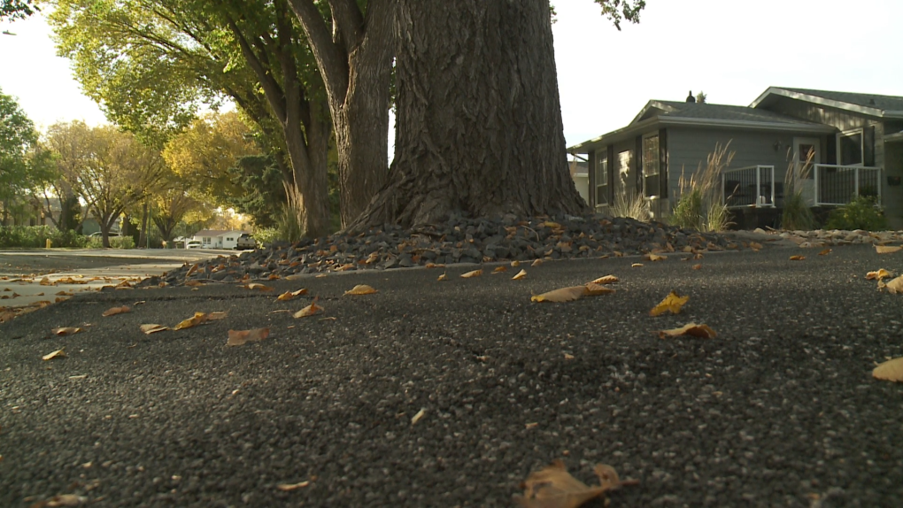 Trees have been causing damage to another Regina property, owner says [Video]