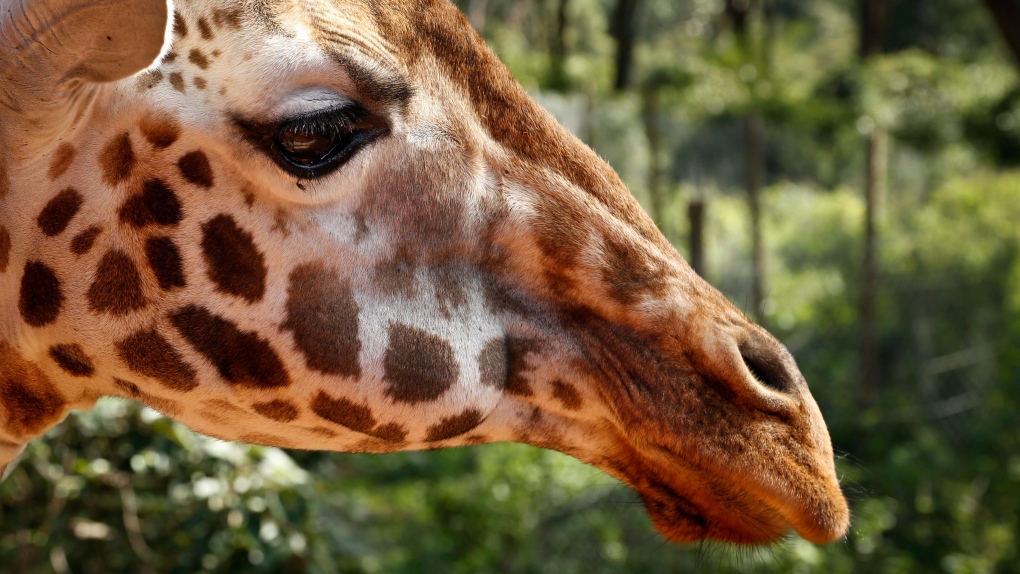 8-year-old giraffe dies at Greater Vancouver Zoo [Video]