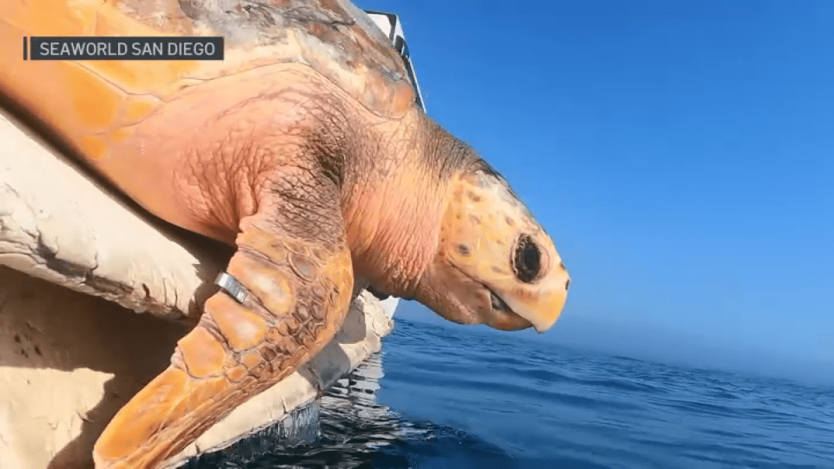 SeaWorld San Diego releases rehabilitated sea turtle  NBC New York [Video]