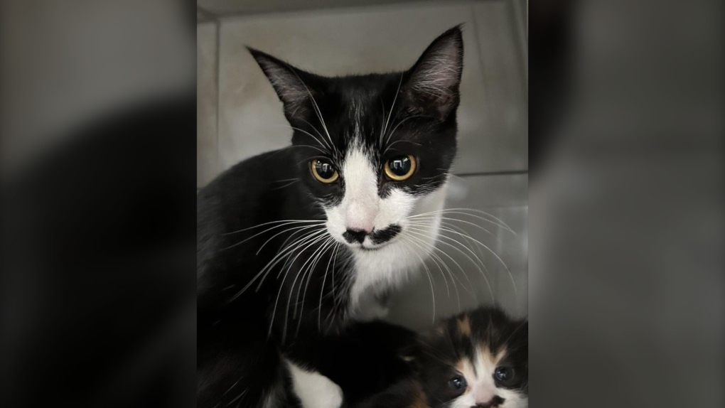 10 cats found abandoned in carrier: BC SPCA [Video]