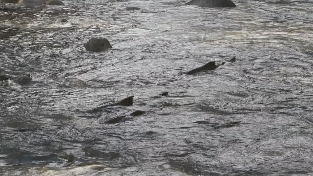 Salmon seen swimming in the street during B.C. storm [Video]