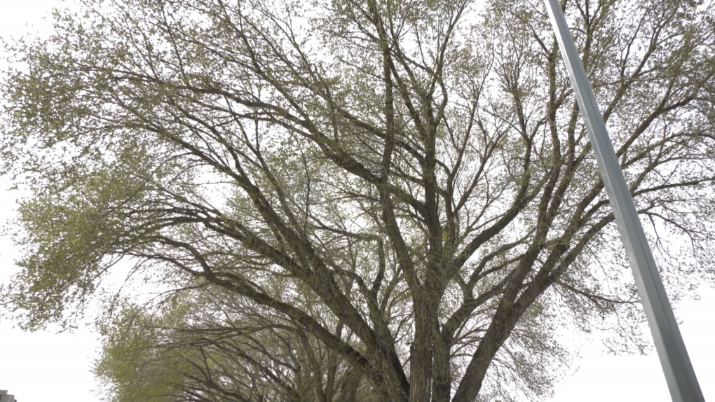 Edmonton elms removed to control Dutch elm disease [Video]