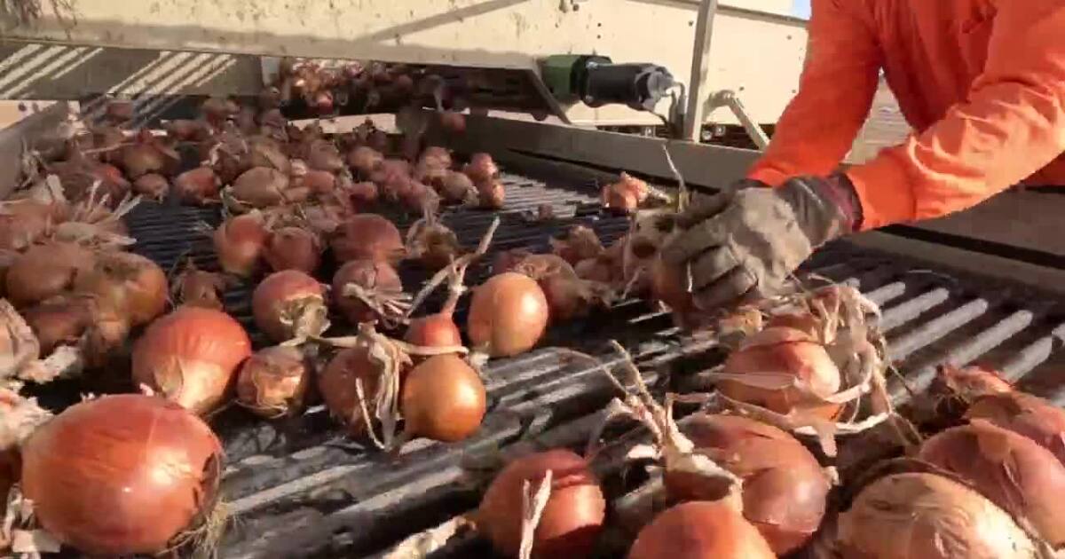 A behind-the-scenes look at the final days of onion harvest with J.C. Watson Co. [Video]