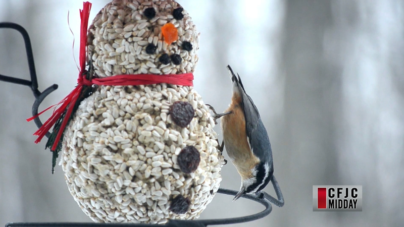 CFJC Midday  Wild Birds Unlimited in Kamloops has plenty of holiday bird seed characters for cold weather feeding! [Video]