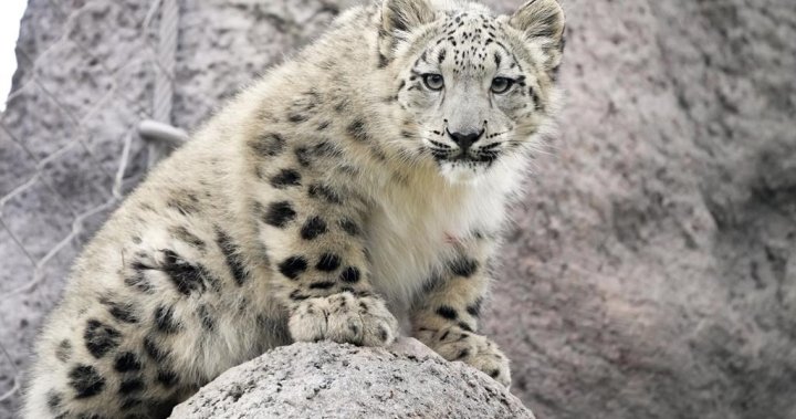 Torontonians get first chance to meet snow leopard cubs Zoya and Minu this weekend – Toronto [Video]