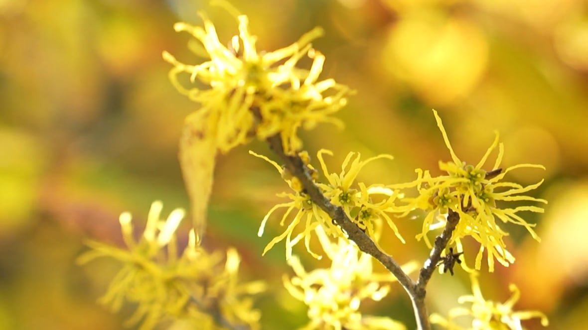 Tree species at Ottawa arboretum on display in new guidebook [Video]