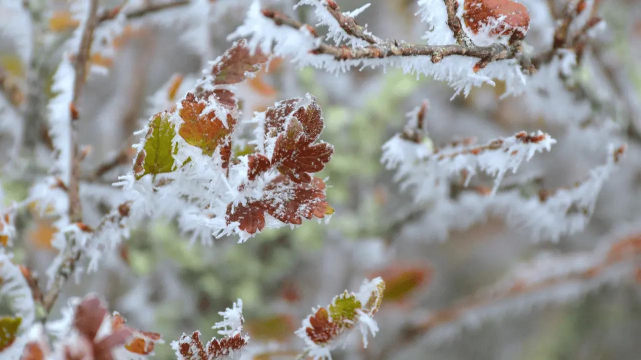 Overnight frost warning issued for parts of southern Ontario [Video]