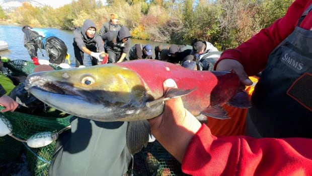 Syilx Okanagan Nation says salmon run at risk after neighbouring nation pulls funds [Video]