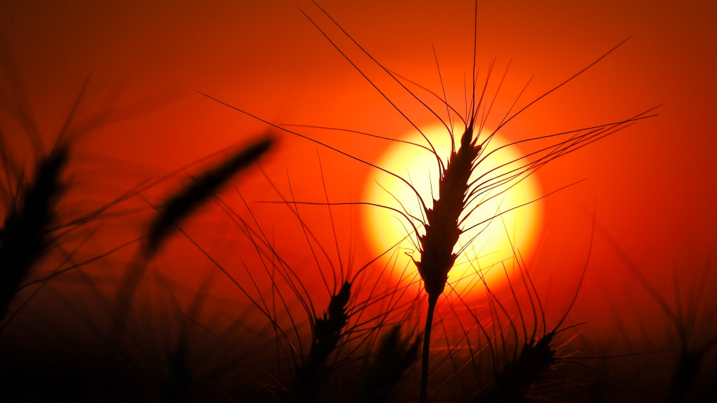 Canada on track to be world’s third-largest wheat exporter in ’24-25 crop year [Video]