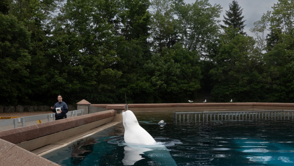 Ontario’s Niagara vision may not include Marineland: minister [Video]