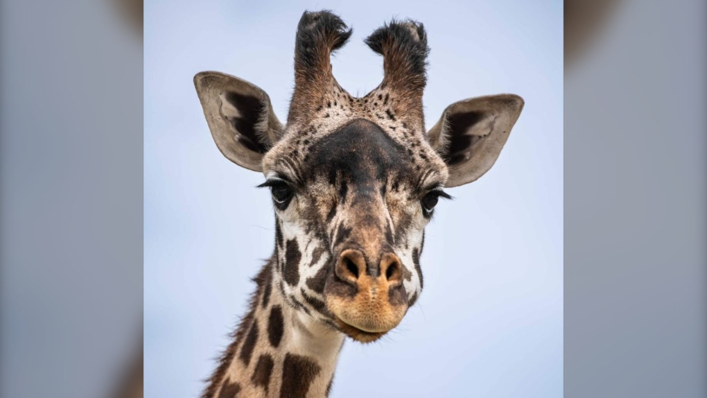 Giraffe from Toronto now living at Calgary Zoo [Video]