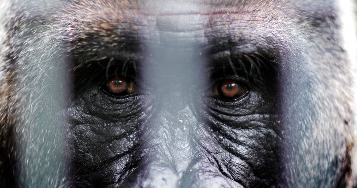 Iconic 52-year-old gorilla at Toronto Zoo showing concerning health symptoms [Video]