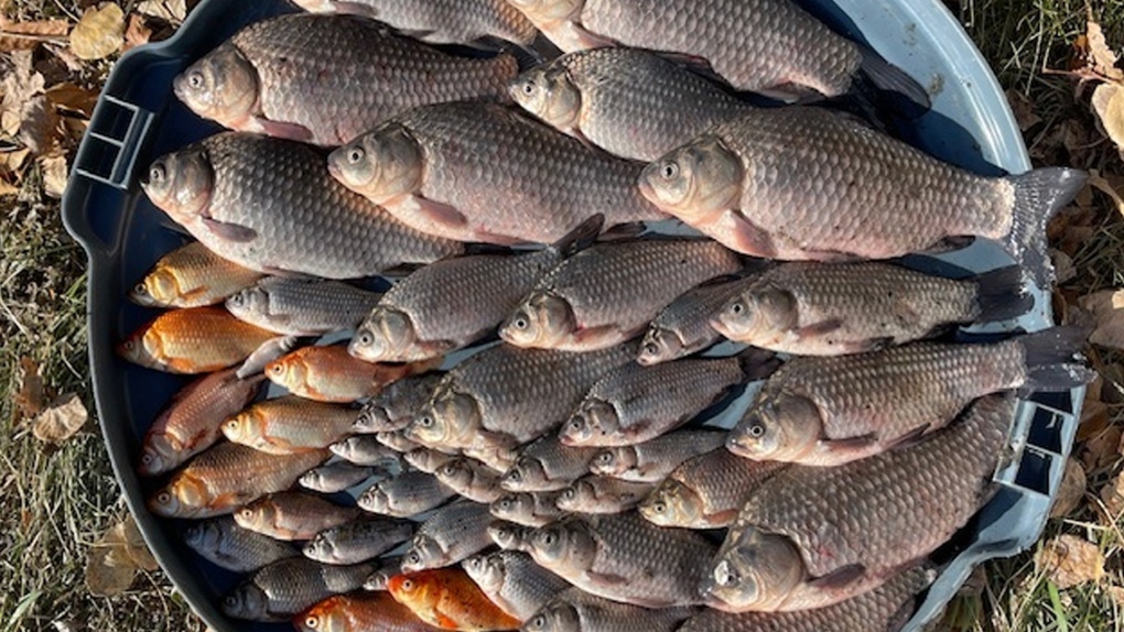 Epcor removes 20,000 goldfish from Edmonton pond [Video]