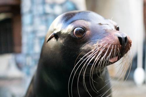 West Edmonton Mall announces death of sea lion [Video]