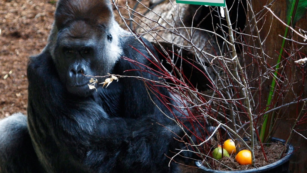 Toronto Zoo’s gorilla Charles displays ‘concerning’ health symptoms [Video]