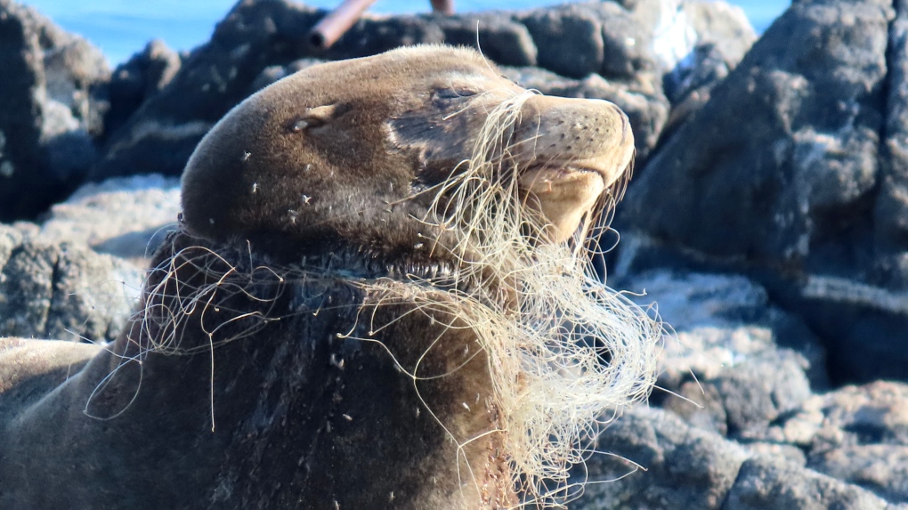 B.C. rescuers free severely entangled sea lion [Video]